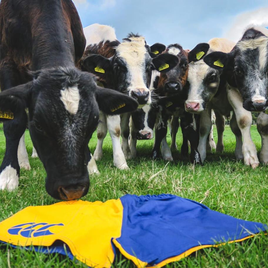 Cows investigating a pair of Canterbury rugby shorts with pockets left on the grass