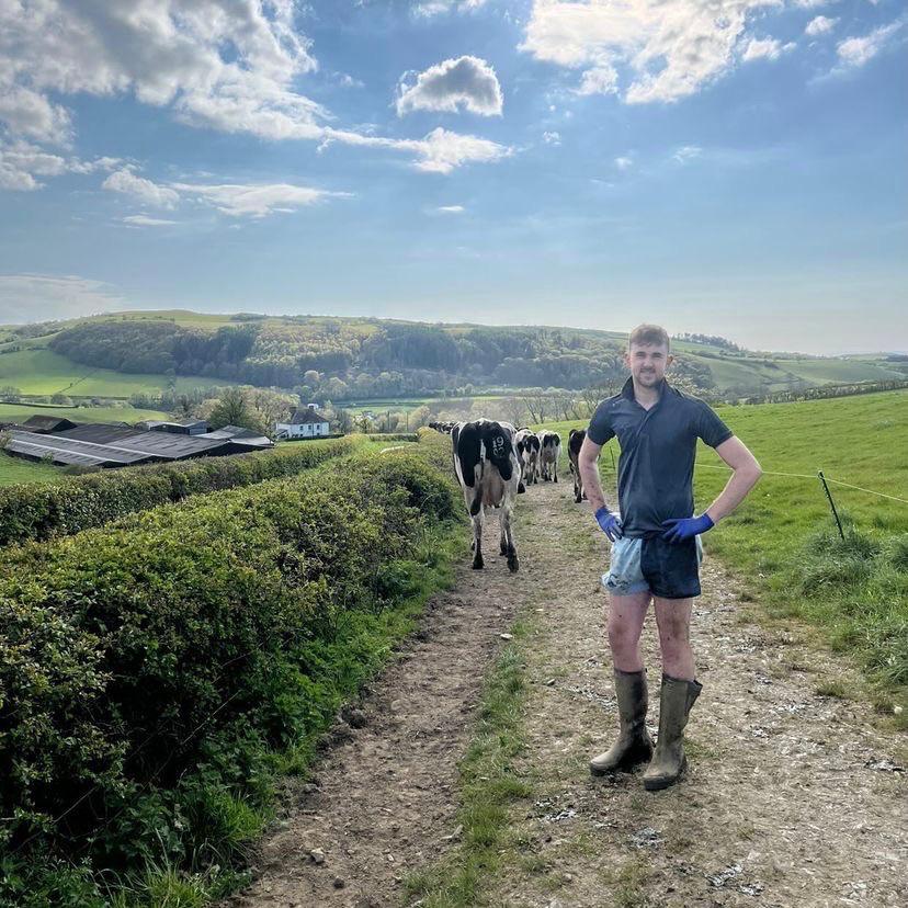 Cow farmer wearing canterbury clothing UK with his herd in the background