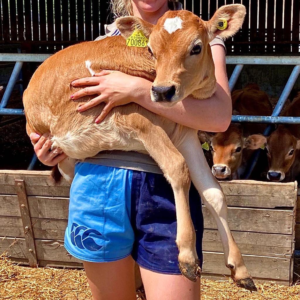 A baby cow held by a farmer wearing Canterbury harlequin shorts