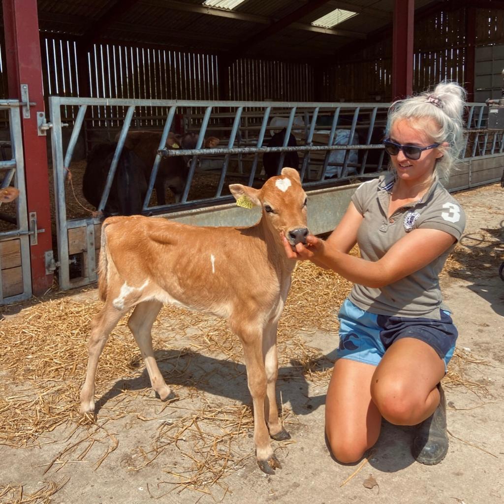 A farmer wearing Canterbury two tone rugby shorts and feeding a cow