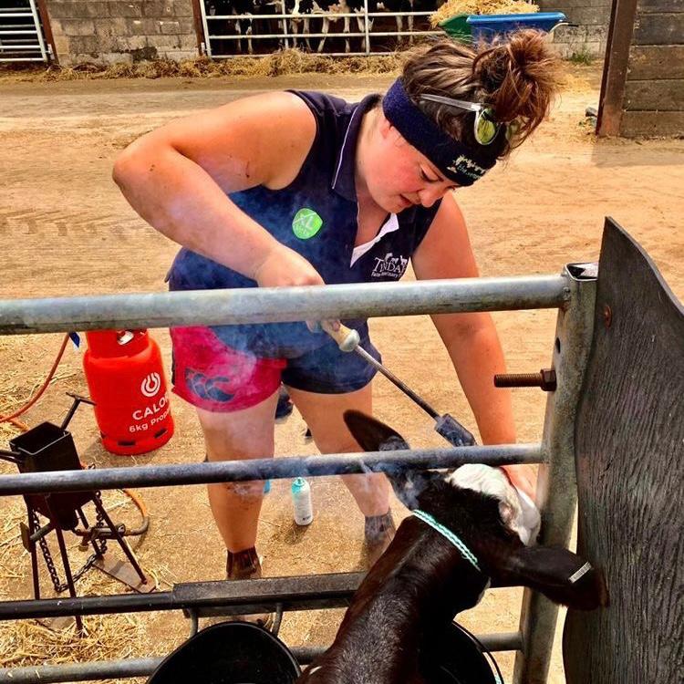Worker wearing scarlet and black Canterbury shorts while tending sheep