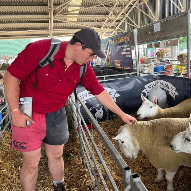 
                  
                    Shepherd wearing Canterbury Clothing New Zealand Shorts and tending sheep
                  
                