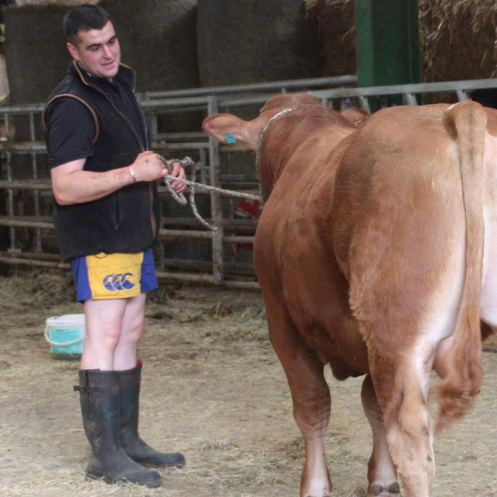 Dairy farmer wearing gold and blue Canterbury harlequin shorts