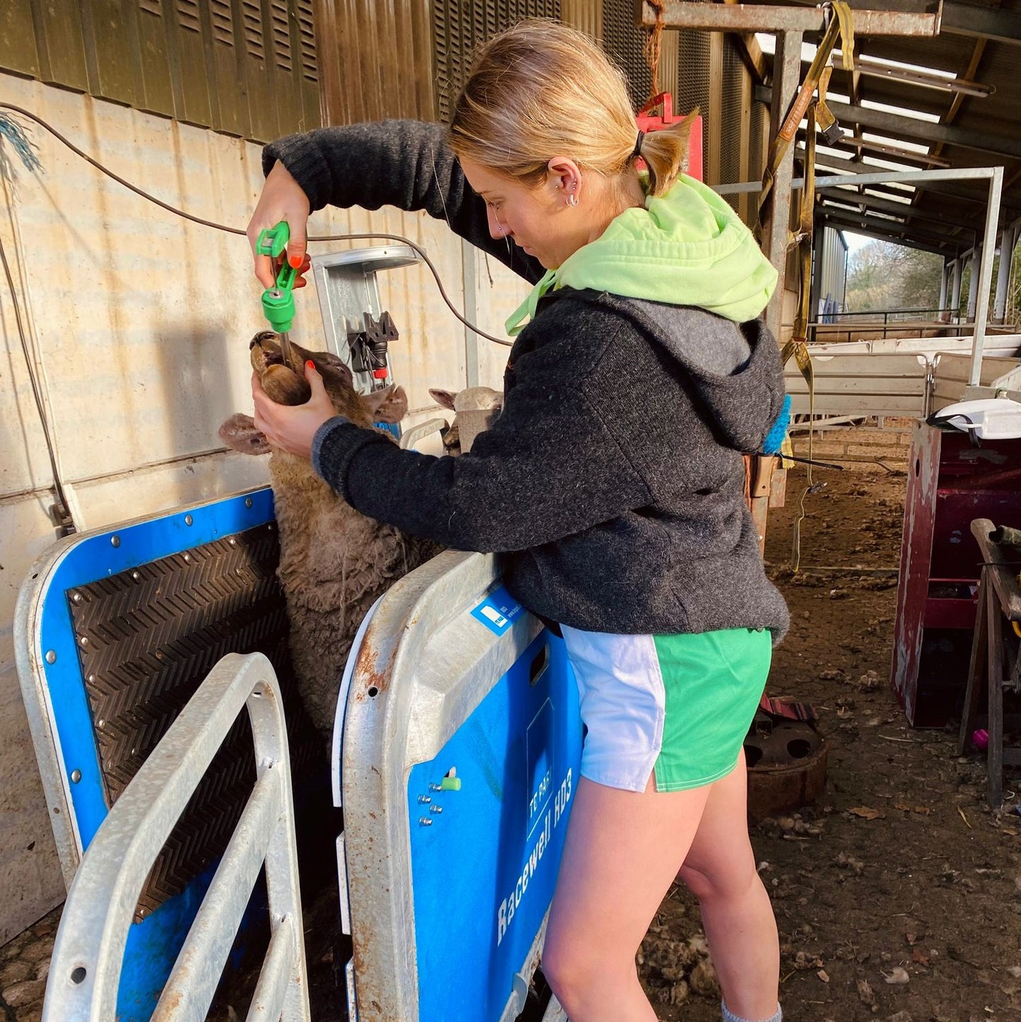 
                  
                    Woman wearing white and green Canterbury shorts caring for a lamb
                  
                
